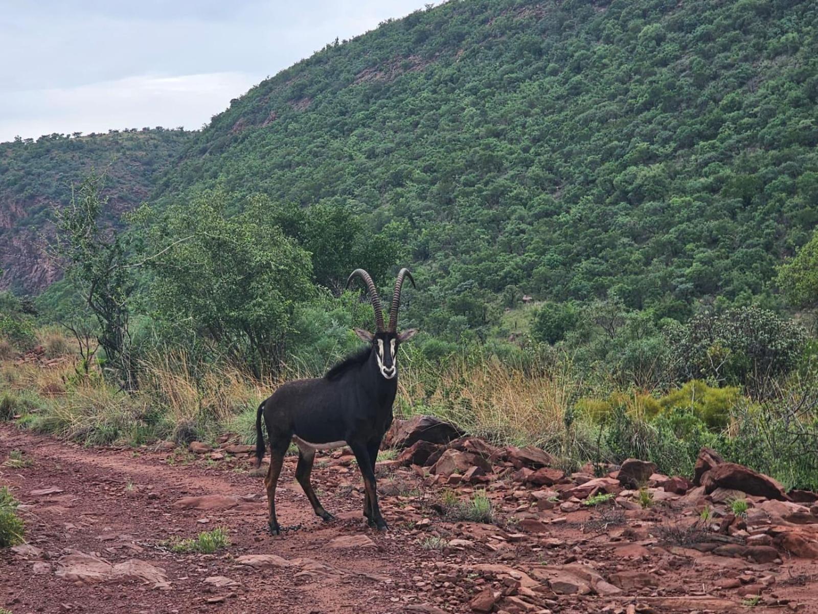 Waterfall Safari Lodge Winterkamp Luaran gambar