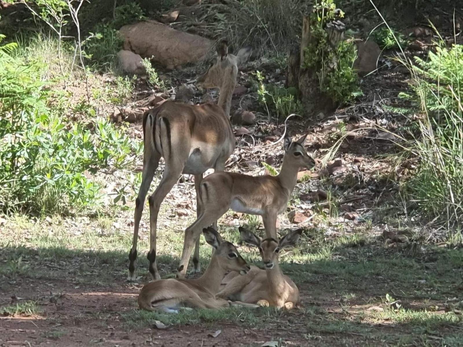 Waterfall Safari Lodge Winterkamp Luaran gambar