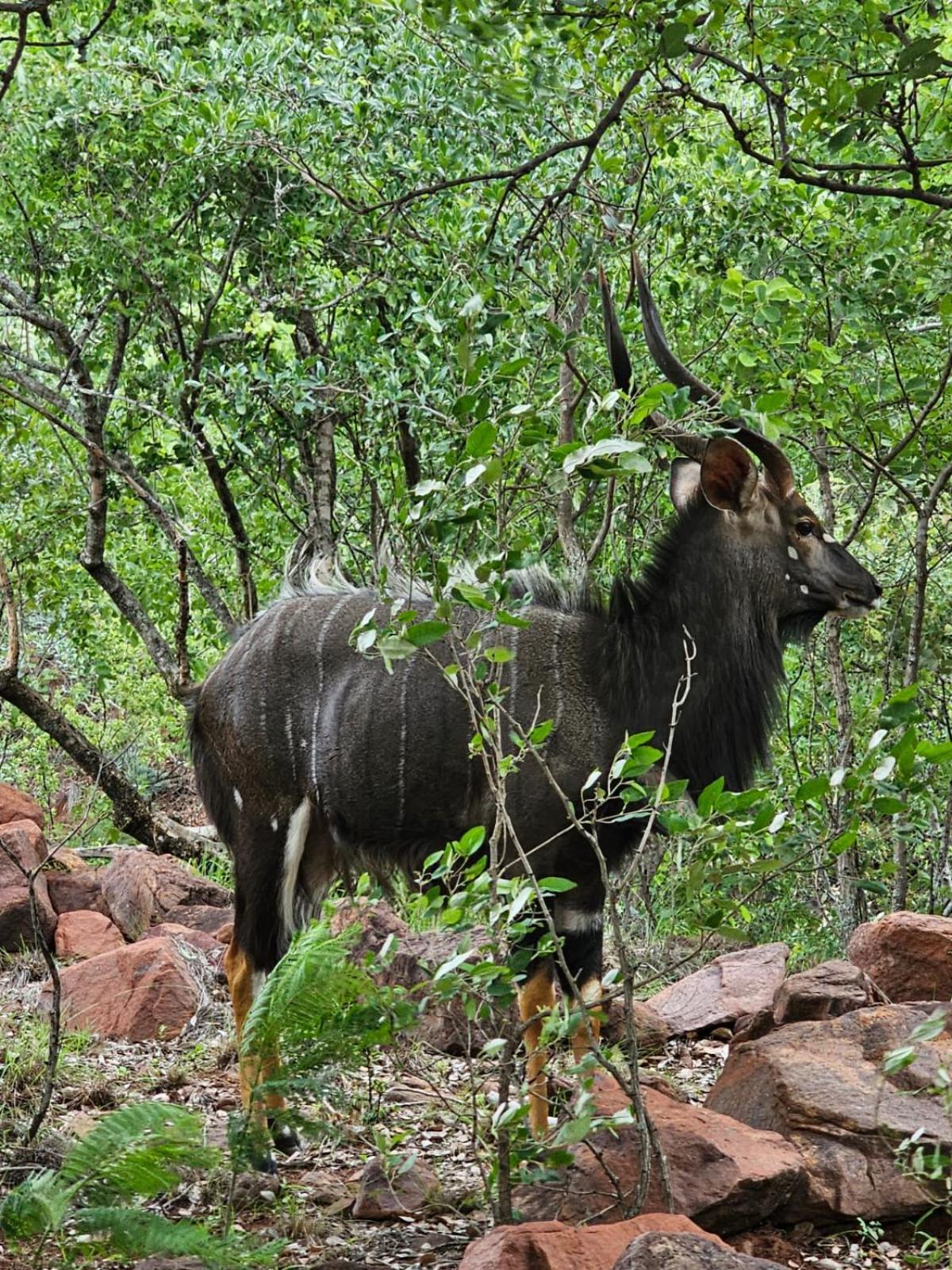 Waterfall Safari Lodge Winterkamp Luaran gambar